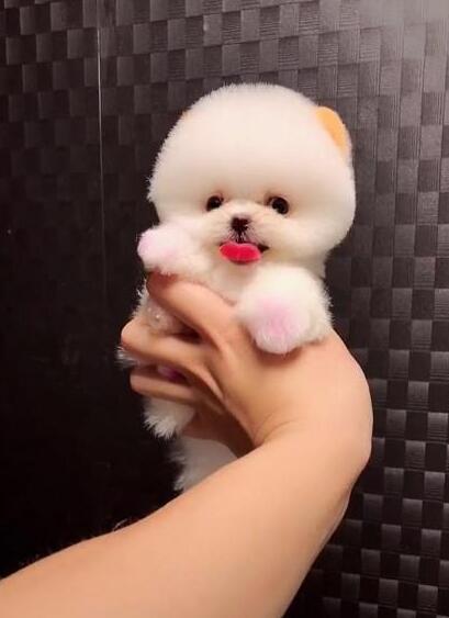 以为只是一团泡沫，当狗狗缓缓转过身时，萌到少女心爆棚
