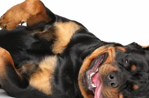 网红“创可贴警犬”即将退役，罗威纳不愧是最聪明的猛犬