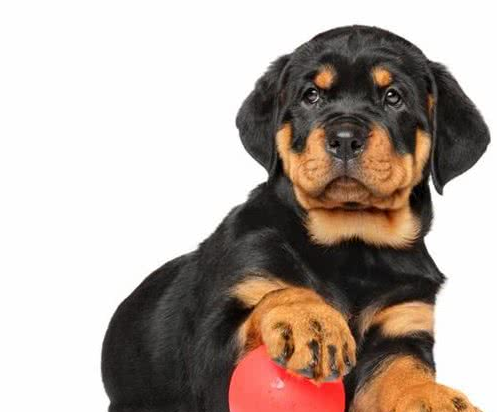 网红“创可贴警犬”即将退役，罗威纳不愧是最聪明的猛犬