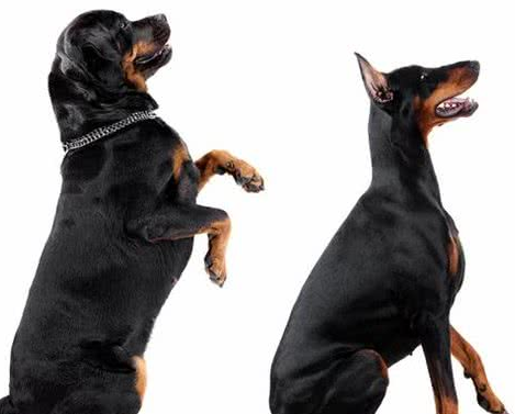 网红“创可贴警犬”即将退役，罗威纳不愧是最聪明的猛犬