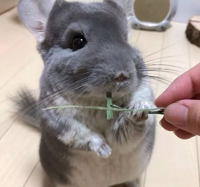 紫灰龙猫在美食面前,它可以随时随地给你卖萌让你无力招架给它吧，都给它吧.