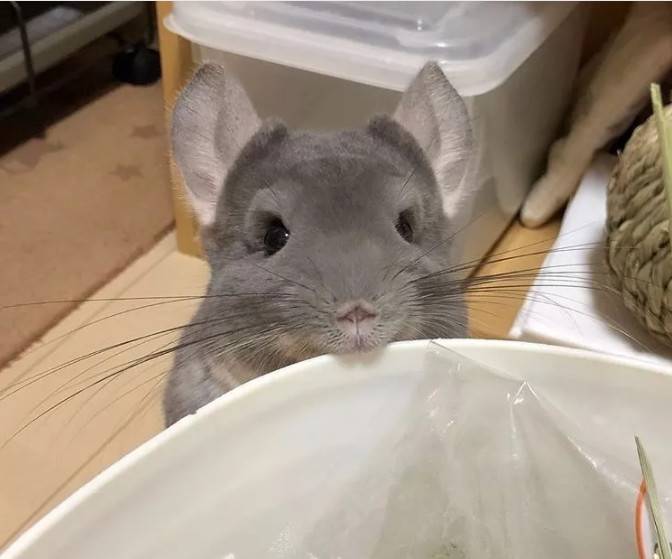 紫灰龙猫在美食面前,它可以随时随地给你卖萌让你无力招架给它吧，都给它吧.