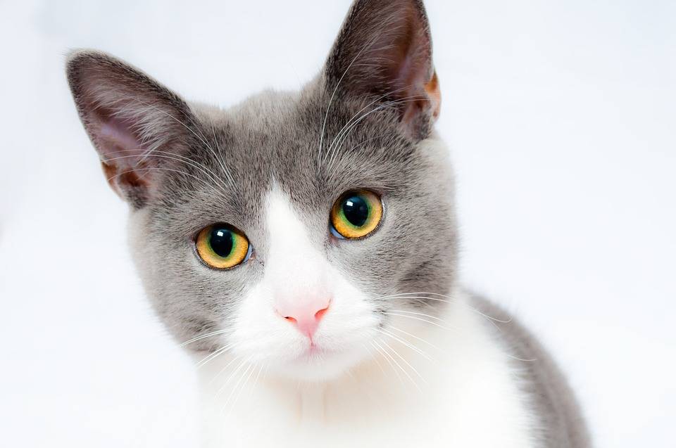 毛茸茸的猫