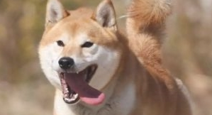 把柴犬送到父母家一段时间，去接的情况下惊倒，柴犬：不跟你回家了