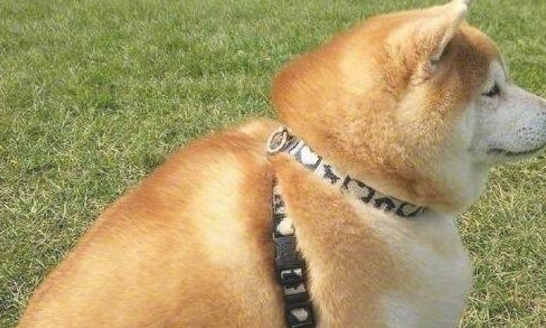 把柴犬送到父母家一段时间，去接的情况下惊倒，柴犬：不跟你回家了