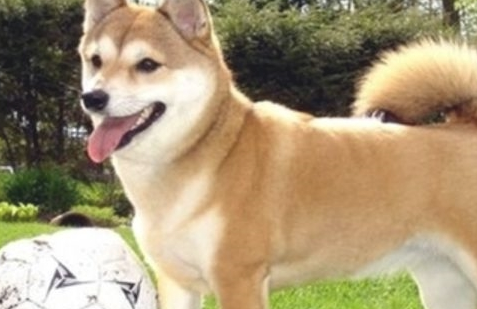把柴犬送到父母家一段时间，去接的情况下惊倒，柴犬：不跟你回家了