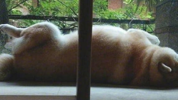 把柴犬送到父母家一段时间，去接的情况下惊倒，柴犬：不跟你回家了