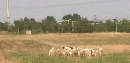 牧羊犬咬住老羊脖子，拖到主人面前，得知原因后主人哈哈大笑