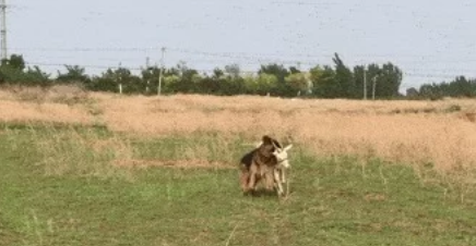 牧羊犬咬住老羊脖子，拖到主人面前，得知原因后主人哈哈大笑