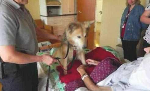 老人临死前见到小狗最后一面，狗狗的行为，让大伙儿打动