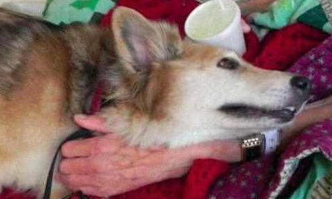 老人临死前见到小狗最后一面，狗狗的行为，让大伙儿打动
