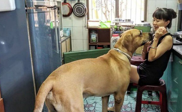 贪吃高山犬壮硕似牛 内心却是爱哭过小孩子