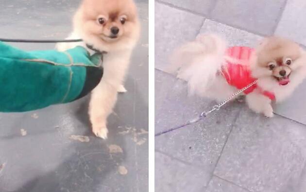 博美犬寄养乡下回来后：变得暴躁、咬人