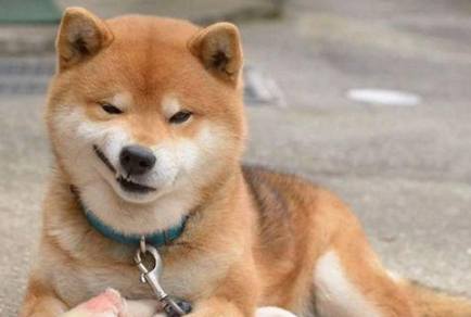 网红明星柴犬好养吗?你们说柴犬多少钱一只