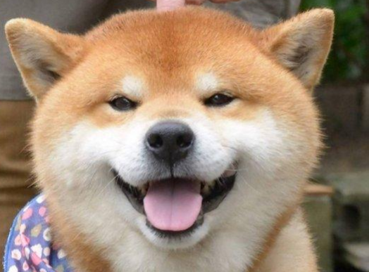 网红明星柴犬好养吗?你们说柴犬多少钱一只