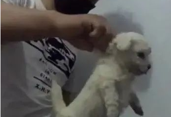 男主角一只手捏紧狗狗的皮，捉起来抖起来，狗狗被吓直了！