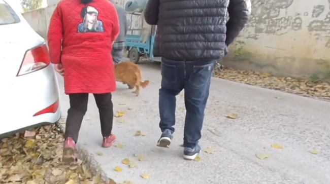 眼看金毛上狗肉车，大哥急忙制止，面对狗主问价，大哥：比上锅强