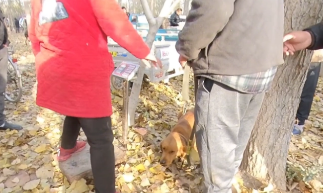 眼看金毛上狗肉车，大哥急忙制止，面对狗主问价，大哥：比上锅强