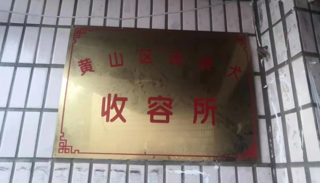 疫情当下，这个“傻”大姐，用十余载守护一方猫狗！