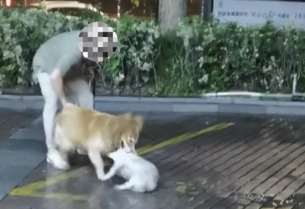 男子遛狗不拴绳，不料爱宠失控当街咬死流浪狗，狗主人：无能为力
