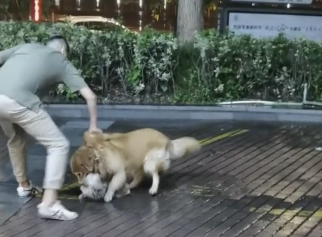 男子遛狗不拴绳，不料爱宠失控当街咬死流浪狗，狗主人：无能为力