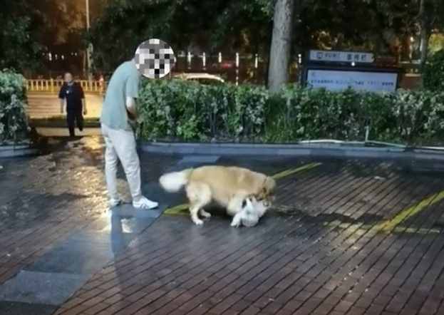 男子遛狗不拴绳，不料爱宠失控当街咬死流浪狗，狗主人：无能为力