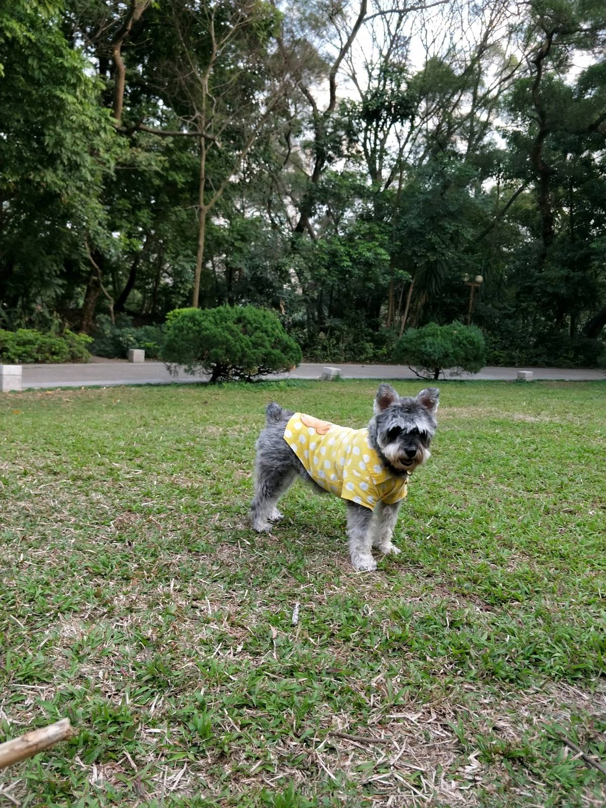 约克夏~七岁的小妖宝，宠物店剪毛前后