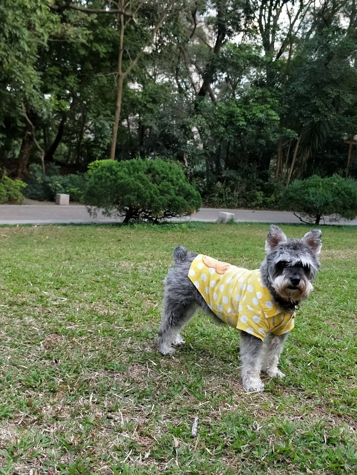 约克夏~七岁的小妖宝，宠物店剪毛前后