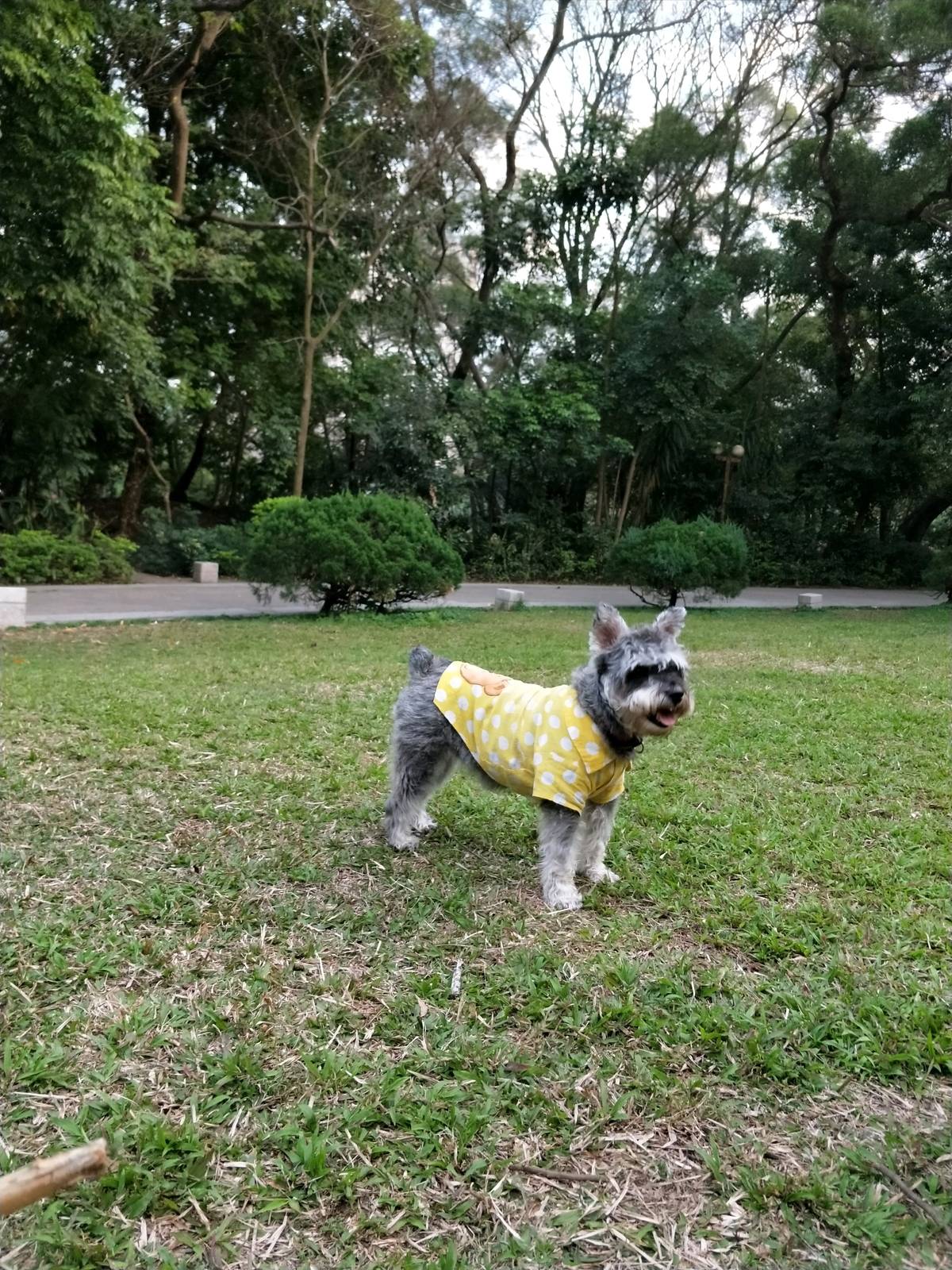 约克夏~七岁的小妖宝，宠物店剪毛前后