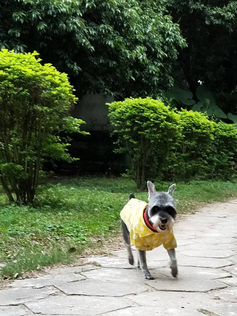 约克夏~七岁的小妖宝，宠物店剪毛前后