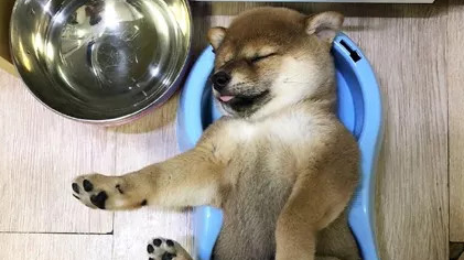 小柴犬吃饱后直接在自己的饭盆里睡着了，小模样萌炸了.....