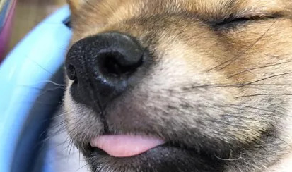 小柴犬吃饱后直接在自己的饭盆里睡着了，小模样萌炸了.....