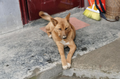 村里的土狗惨遭狗贩子的毒手,我后悔没有保护好它