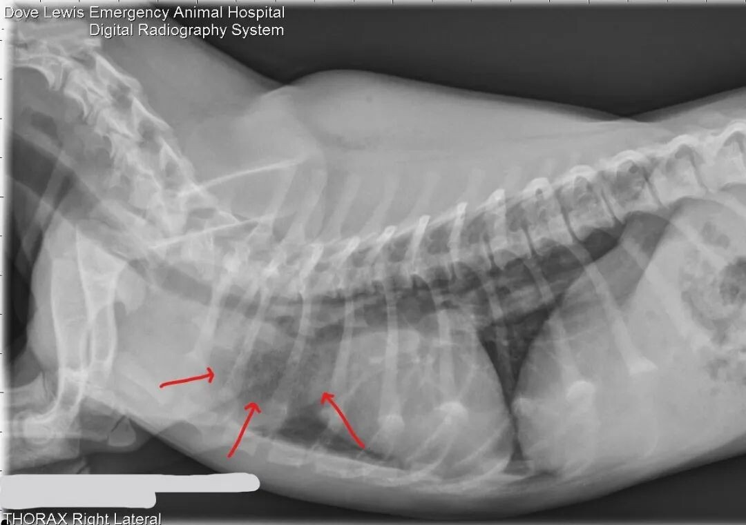 腊肠犬病例分析：诊断血管环畸形的关键步骤