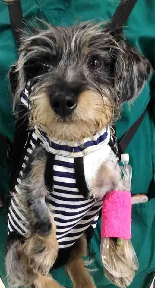 腊肠犬病例分析：诊断血管环畸形的关键步骤