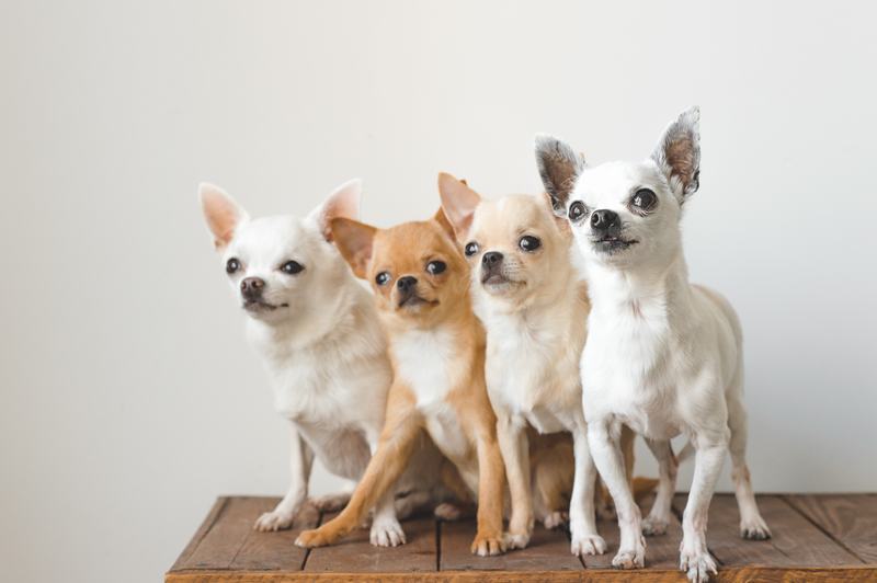 比格犬品种介绍:您的宠物companion