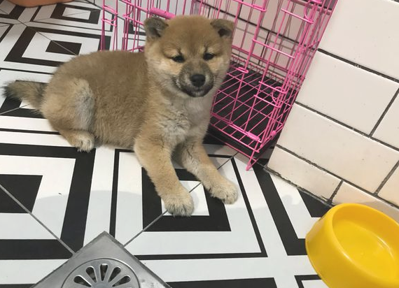 柴犬太黏人，网友用纸箱子就想遮挡它，狗：很小瞧我了吧！