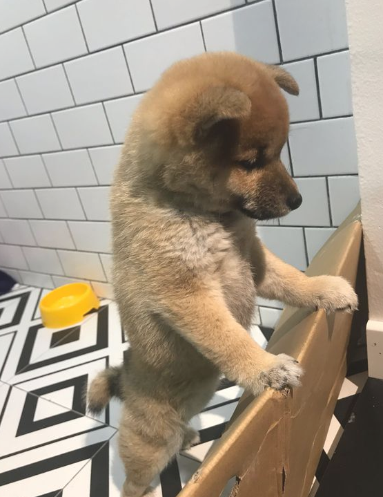 柴犬太黏人，网友用纸箱子就想遮挡它，狗：很小瞧我了吧！