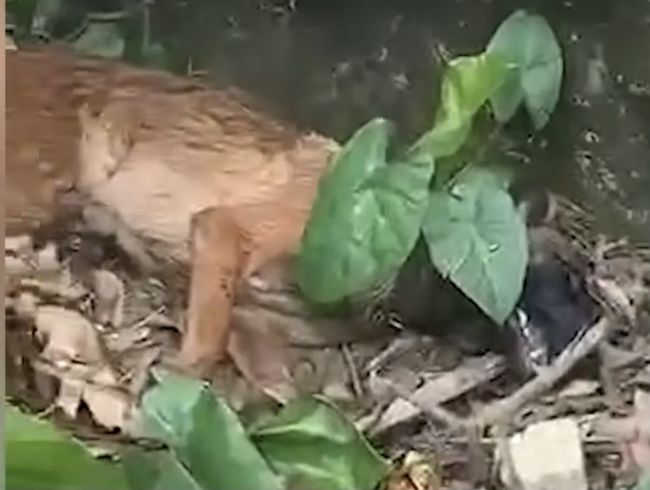 云南民警巡边突遇2米眼镜蛇，马犬忠心护主被咬死，巡边有多危险
