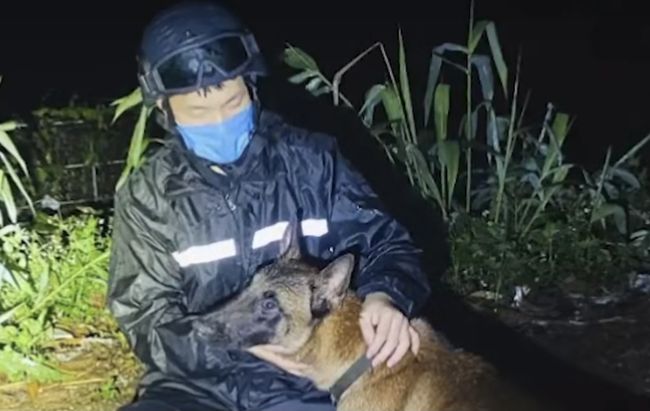 云南民警巡边突遇2米眼镜蛇，马犬忠心护主被咬死，巡边有多危险