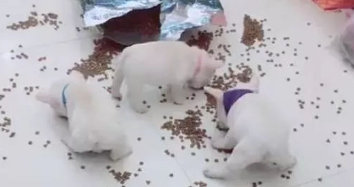 4只斗牛犬犯罪团伙犯案偷吃狗粮，之后他们被铲屎官完爆