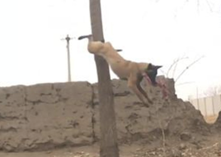 主人训炼马犬，把肉置放三米高树枝，狗狗的姿势令人下颌都掉地面上