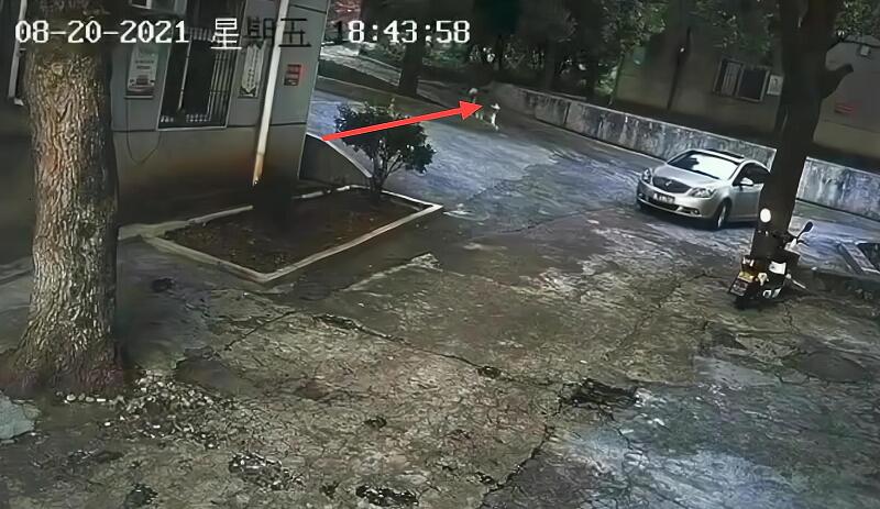 湖南郴州因狗未拴绳，疑被小车故意碾压致死，车主却拒绝道歉