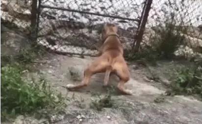 狗狗想进鳄鱼园进攻鳄鱼，主人应急拉住，太可怕了！