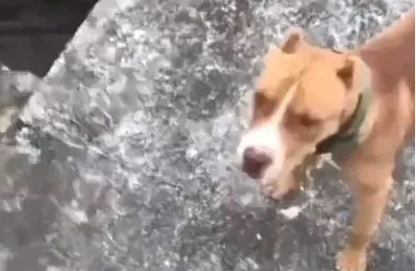 狗狗想进鳄鱼园进攻鳄鱼，主人应急拉住，太可怕了！