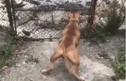狗狗想进鳄鱼园进攻鳄鱼，主人应急拉住，太可怕了！