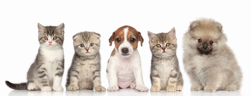 西施犬品种介绍:了解这位优雅犬种的前世今生