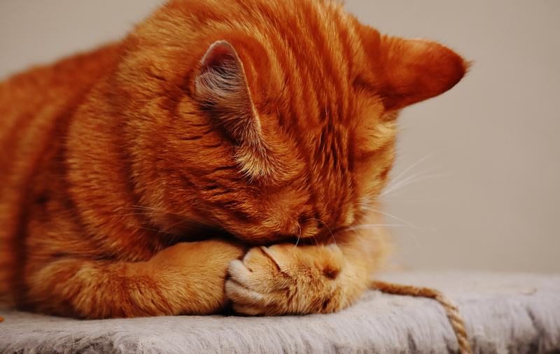 祖鲁猫品种介绍