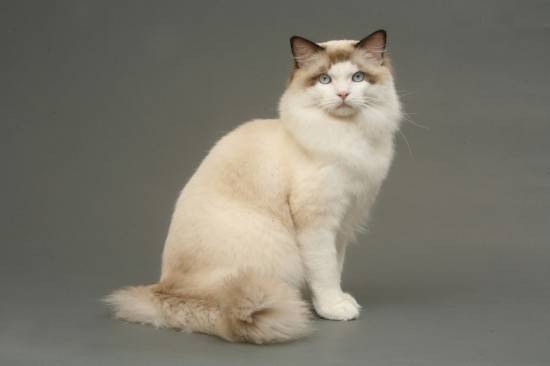 傻呆傻呆的布偶猫