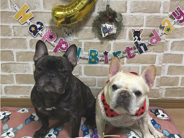 超萌法国斗牛犬cp，小宠物界恩爱夫妻！